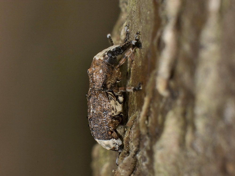 Platystomos albinus (Anthribidae)
